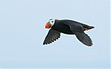 Tufted Puffin